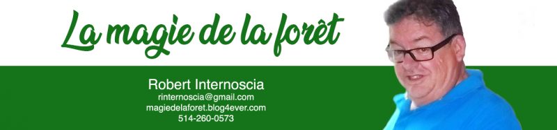 ARBRES ESSENTIELS DURANT LA PANDÉMIE