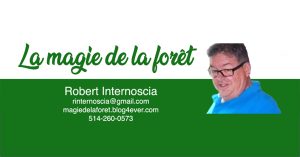 Le salut des fougères